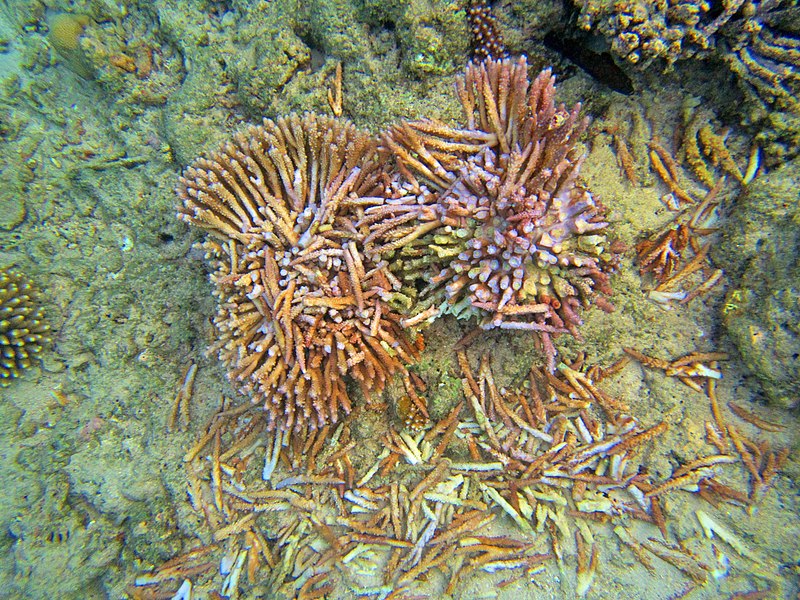 File:Corail fracassé.jpg