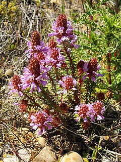 Coris Monspeliensis: Description, Répatition, Habitat