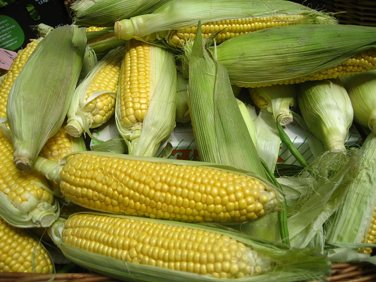 File Corn 4700735317 .jpg Wikipedia