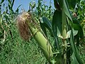 Corn Field in Batgram 095.jpg