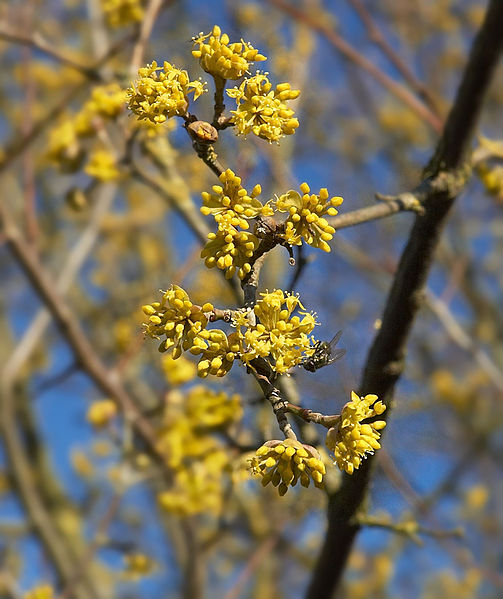 File:Cornus mas E.jpg