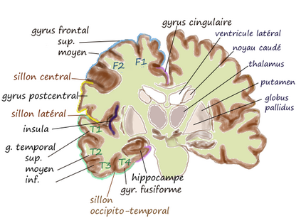 Coronal insula.png