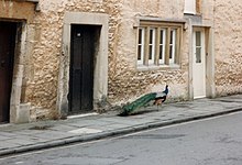 A peacock makes his way along Church Street