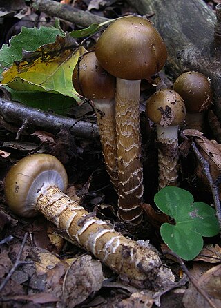 <i>Cortinarius trivialis</i> Species of fungus