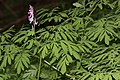 Corydalis scouleri