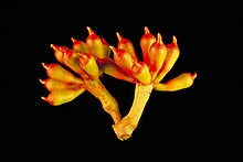 Corymbia zygophylla buds.jpg