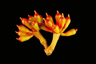 <i>Corymbia zygophylla</i> species of plant