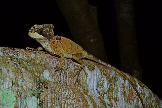 <i>Corytophanes hernandesii</i> Species of lizard