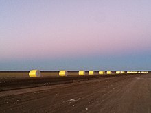 Purple sunrise over the white and gold cotton, taken from farm in Warren Cotton bales sunrise WARREN.JPG