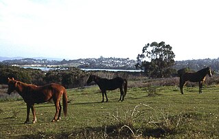 Eden, New South Wales Town in New South Wales, Australia