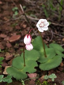 Crassula capensis00.jpg