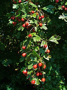 Crataegus monogyna Fruits