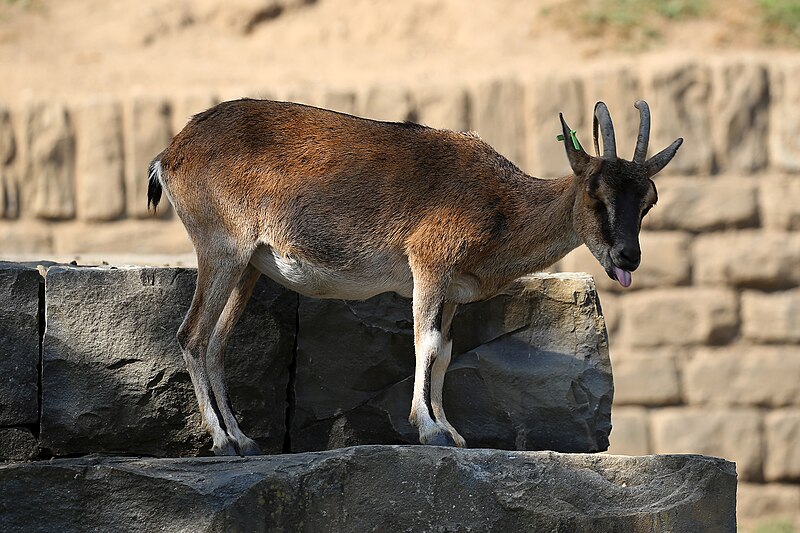 File:Cretan goat, Tierpark Bern (30276727805).jpg