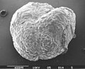 Foraminifera Cribostomoides subglobosum
