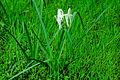 Crinum defixum 04885.jpg