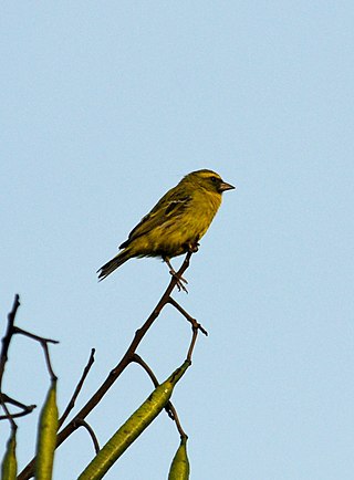 <span class="mw-page-title-main">Western citril</span> Species of bird