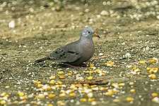 Croaking ground dove