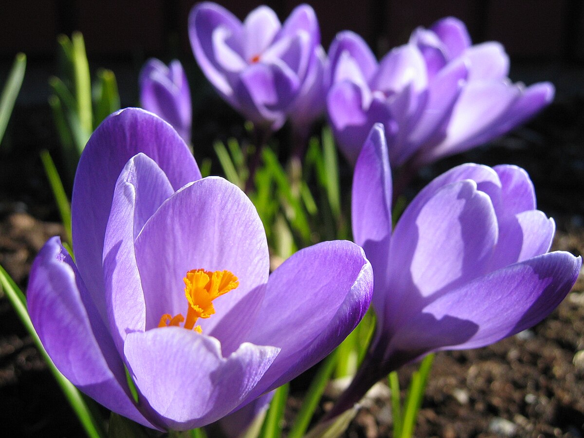 Images of spring flowers