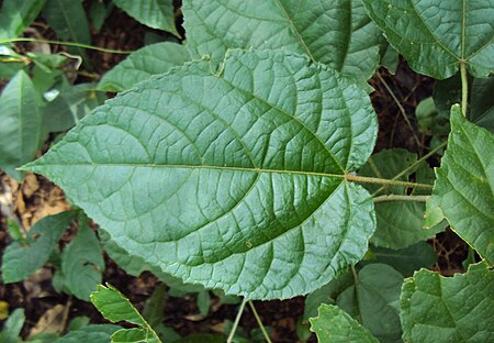 Tập_tin:Croton_caudatus_04.JPG