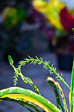 Croton in Thailand from CrotonThai