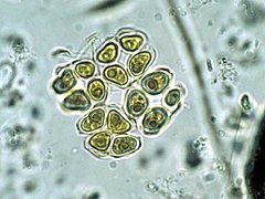 Green algae, Crucigenia Crucigenia EPA.jpg