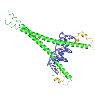 bZIP Maf InterPro Domain