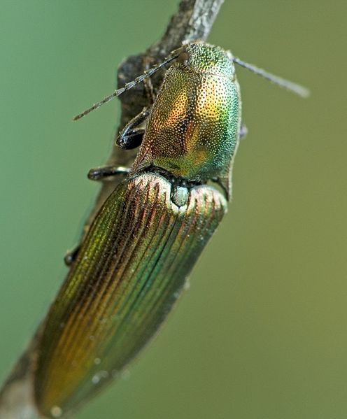 File:Ctenicera resplendens.jpg