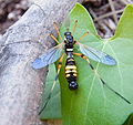 Ctenophora, Ctenophora festiva