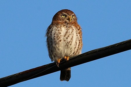 Cuban pygmy-owl