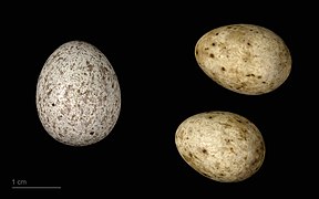 Cuculus canorus eggs (common cuckoo ssp. bangsi) egg in a clutch of Eurasian blackcap