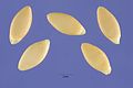 Cucumis anguria seeds cuan 001 php.jpg