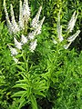 Veronicastrum virginicum