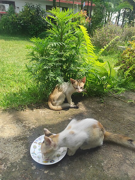 File:Cute cats drinking milk.jpg