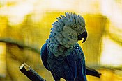 Cyanopsitta spixii -Vogelpark Walsrode, Walsrode, Germany-1980.jpg