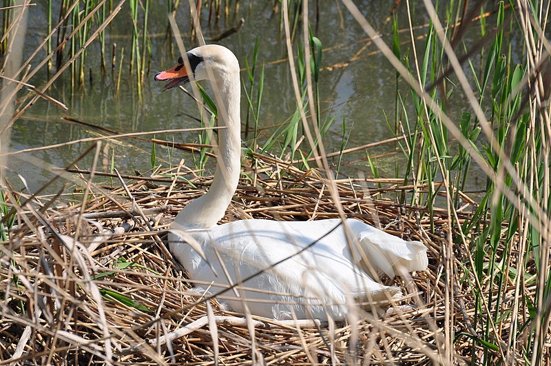 File:Cygnus olor (brütend) - Obersee - Holzbrücke 2011-04-25 15-25-12.JPG