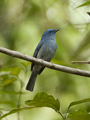 Unukolora blua muŝkaptulo, ĉe IISc Bengaluro, Barato.