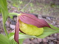 Cypripedium calceolus Russia