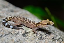 Cyrtodactylus phetchaburiensis, Phetchaburi bent-toed gecko (subadult) - Tha Yang, Phetchaburi (35421835726).jpg