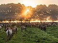 * Nomination Dülmen ponys in the Wildbahn in the Merfelder Bruch in the morning fog at sunrise, Merfeld, Dülmen, North Rhine-Westphalia, Germany --XRay 03:33, 25 August 2016 (UTC) * Promotion Beautiful shot. The horses had for me been a little sharper.--Agnes Monkelbaan 04:47, 25 August 2016 (UTC)  Fixed Thnkas. I've sharpened the lower part a little bit. --XRay 15:36, 25 August 2016 (UTC)