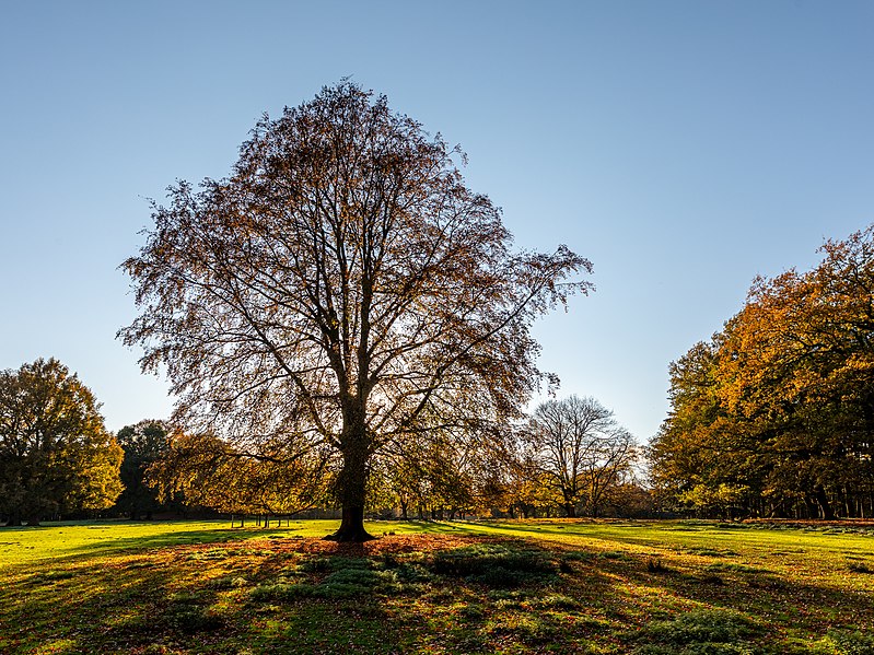 File:Dülmen, Wildpark -- 2020 -- 3434-8.jpg