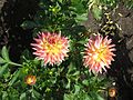 Dahlia 'Hapet Fantastic'