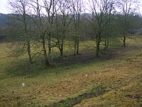 Dalmore holm and foundations of a structure beneath the mature trees Dalmore Holm, Stair, Ayrshire.JPG