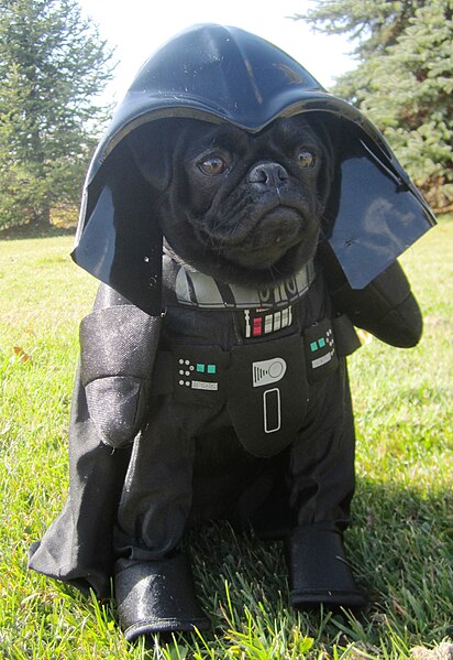 File:Darth Vader Dog (8126557438).jpg