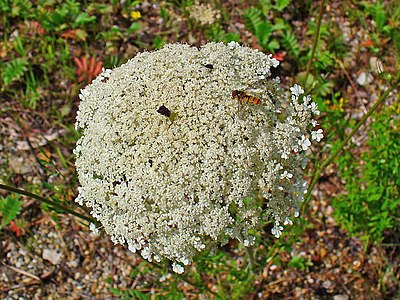 Daucus carota Inflorescence