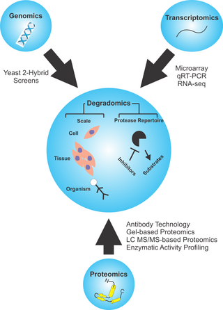 <span class="mw-page-title-main">Degradomics</span> Sub-discipline of biology