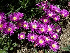 Description de l'image Delosperma_ashtonii.jpg.