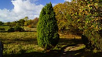 Juniperus communis