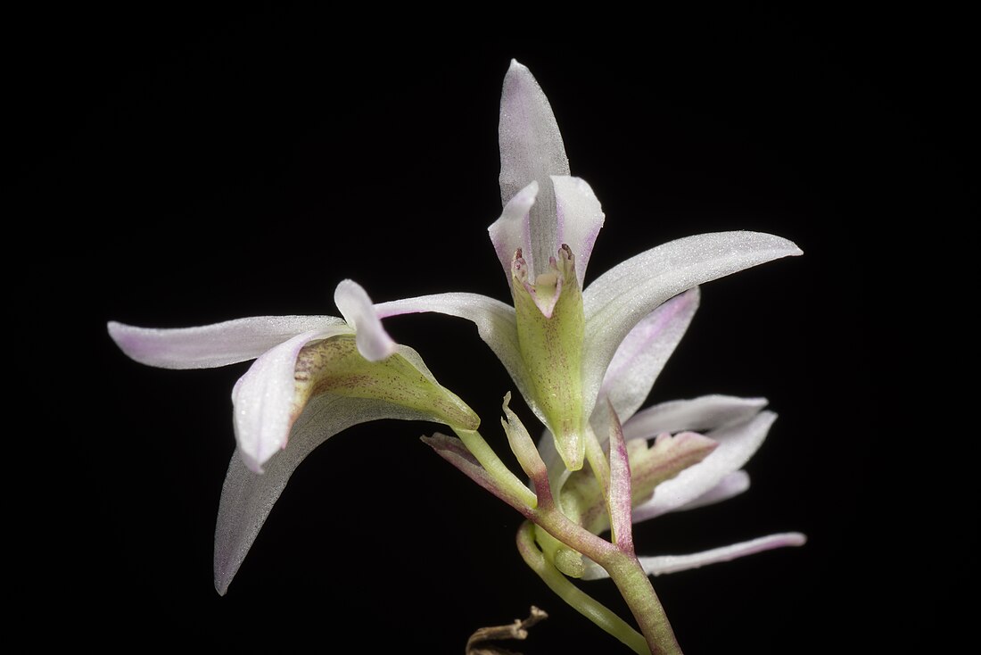 Dendrobium laterale