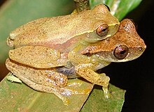 Dendropsophus branneri in amplexus Dendropsophus branneri01.jpg