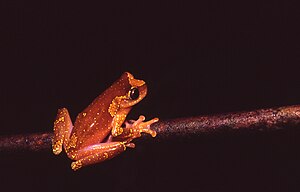 Dendropsophus sarayacuensis03.jpg